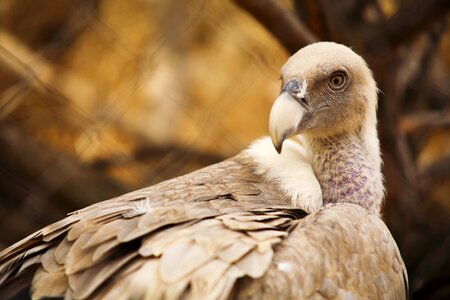 Vulture el escorial lavirian