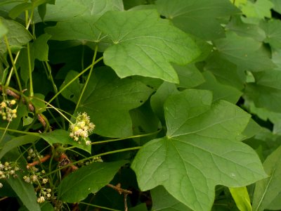 Menispermum canadense, 2015-06-02, Frick Park, 02