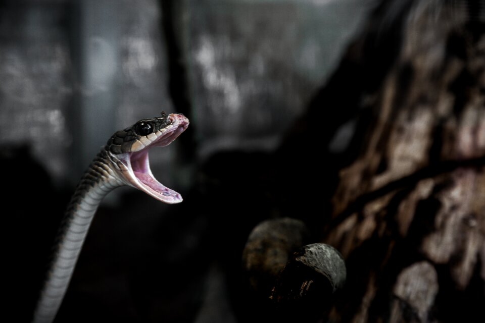 Animal reptile snake