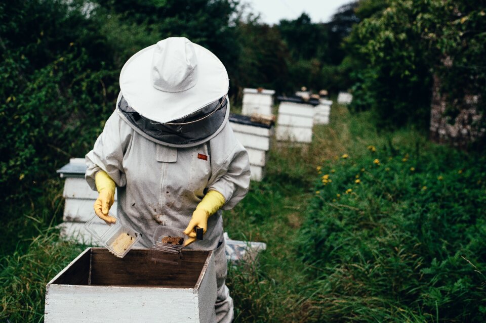 Beehive beeswax garden