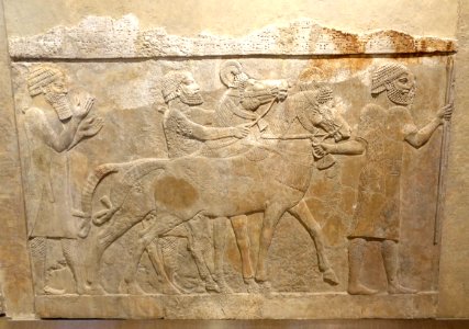 Men leading horses, probably from Mushki - Corridor 10 relief, Palace of Sargon II - Oriental Institute Museum, University of Chicago - DSC07585
