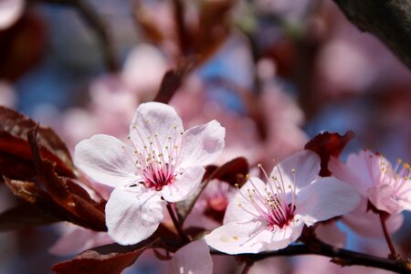Bloom blood plum tree