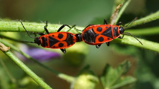 Coupling insects nature