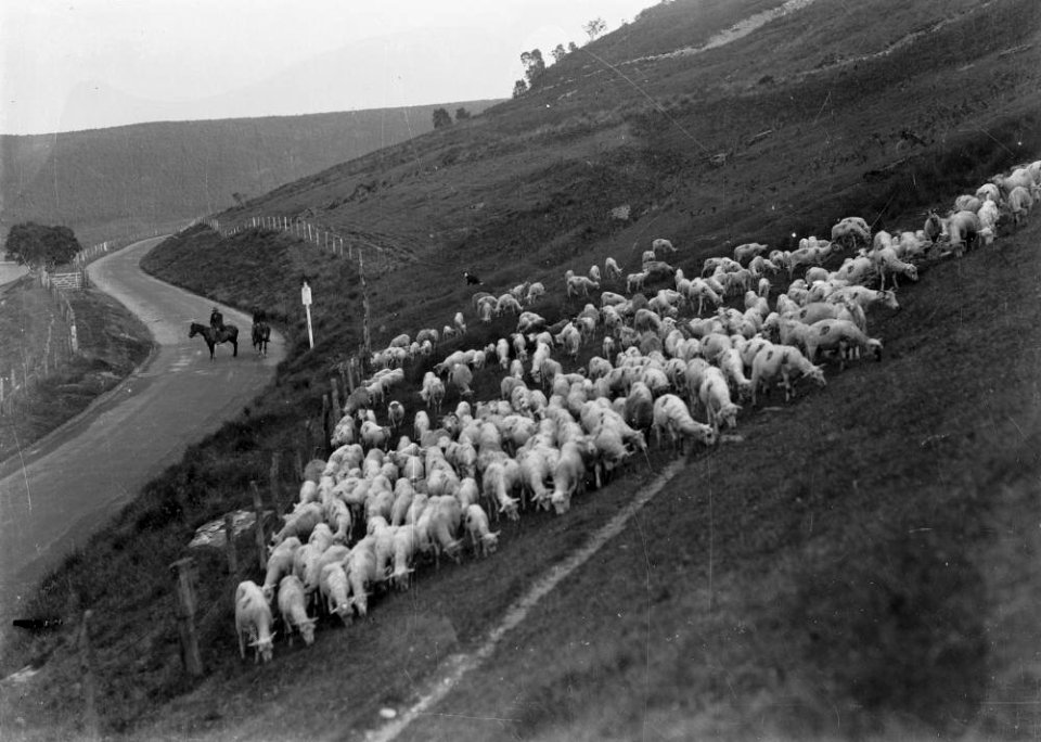 Men rounding sheep on horseback, Elan Valley (1294698)
