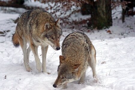 Canis lupus pack animal fear photo