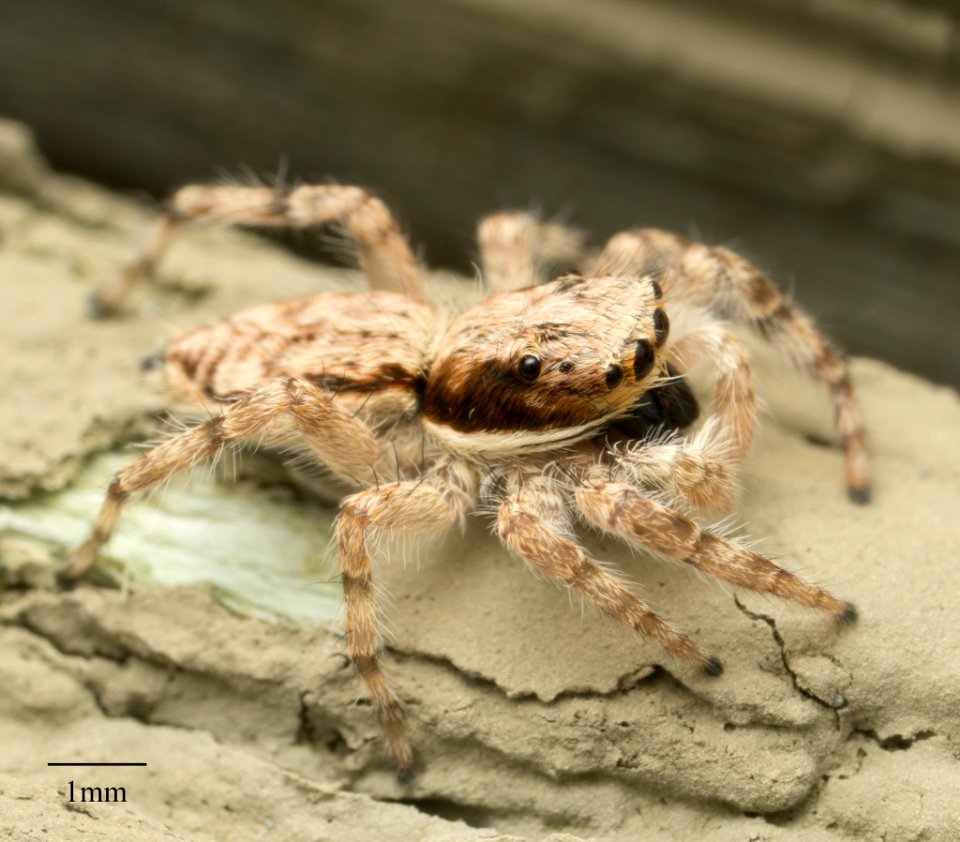 Menemerus bivittatus 20252248