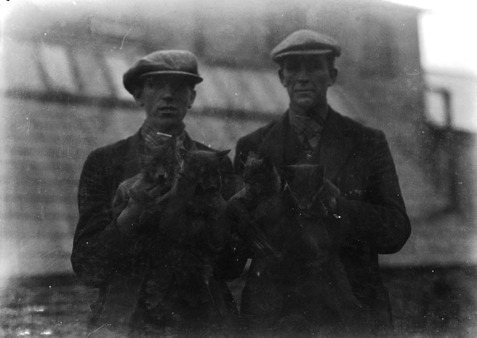 Men holding fox cubs (1293783)