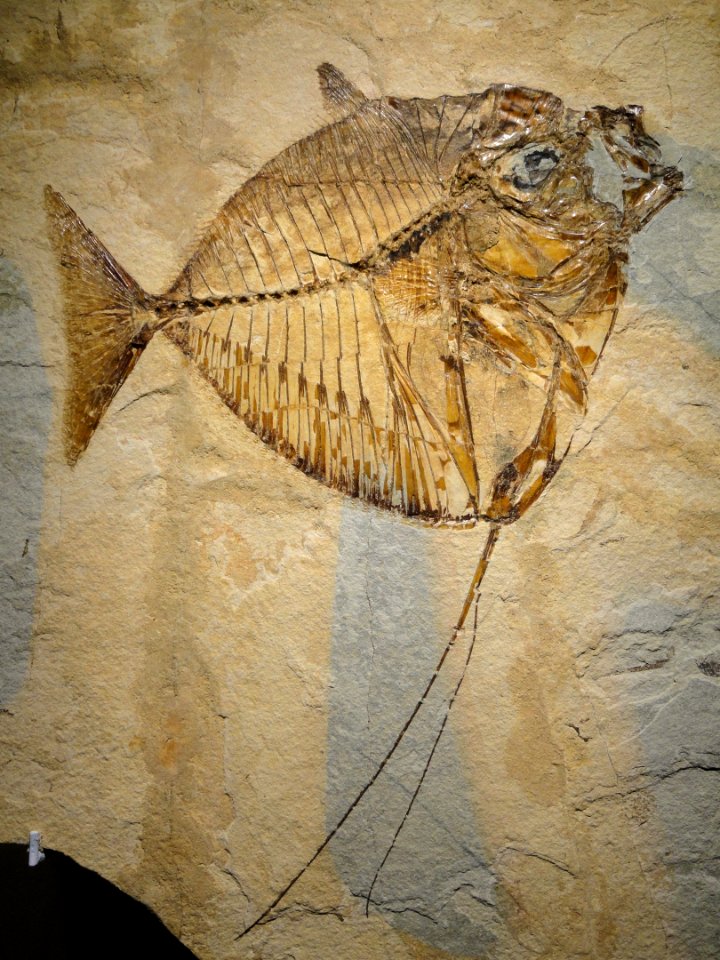 Mene rhombea, Middle Eocene, Monte Bolca, Verona, Italy - Houston Museum of Natural Science - DSC01966