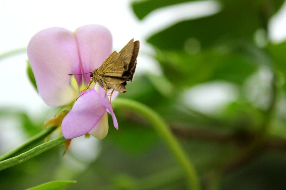 Pink collecting nectar insect