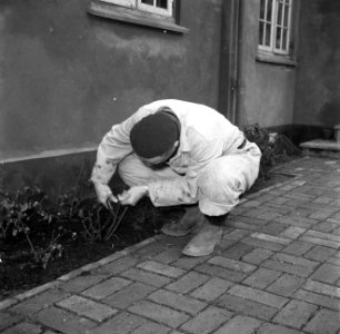 Meneer Svendsen snoeit rozen in zijn tuin, Bestanddeelnr 252-8748