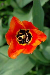 Flower orange poppy