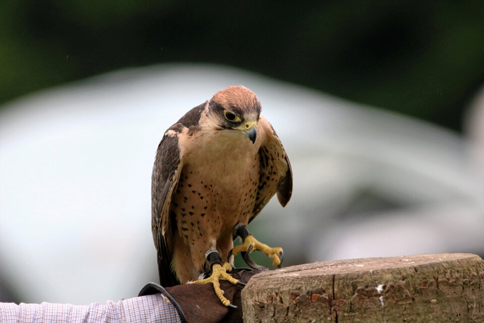 Lanner beak predator
