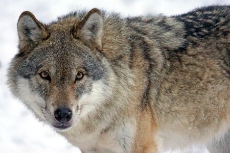 Canis lupus pack animal attention