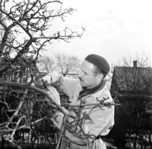 Meneer Svendsen snoeit bomen in zijn tuin, Bestanddeelnr 252-8747