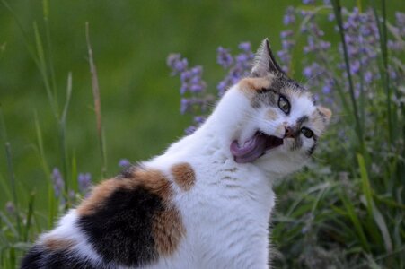 Cat lucky cat domestic cat
