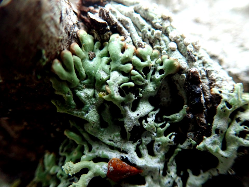 Menegazzia terebrata 106346133