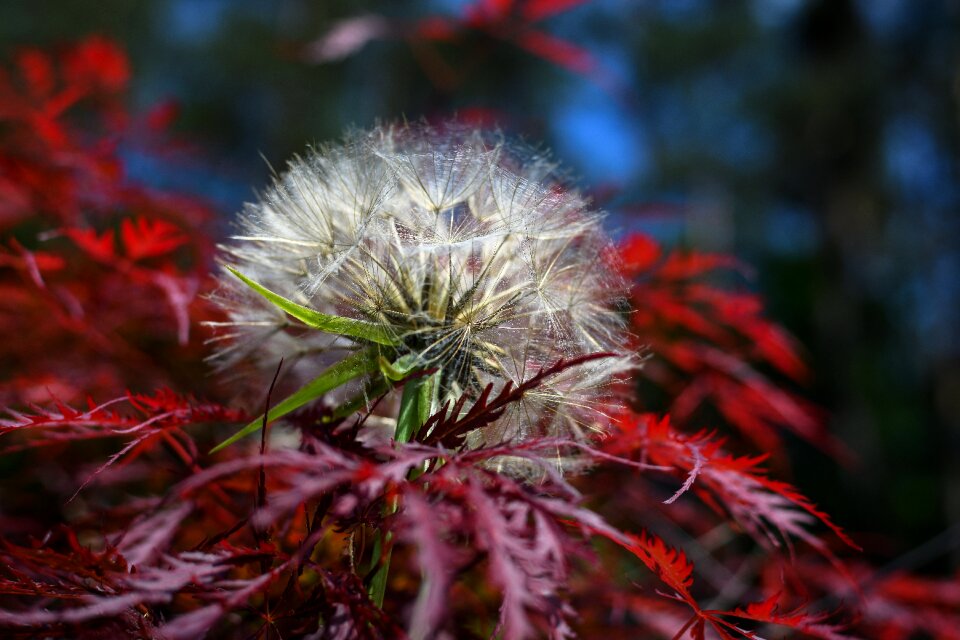 Nature pointed flower close up