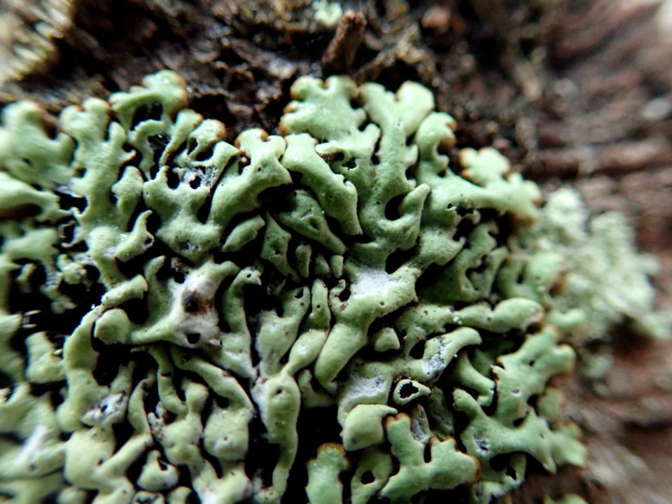 Menegazzia terebrata 106346114