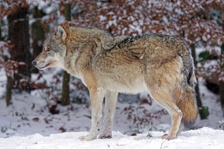 Canis lupus pack animal attention photo