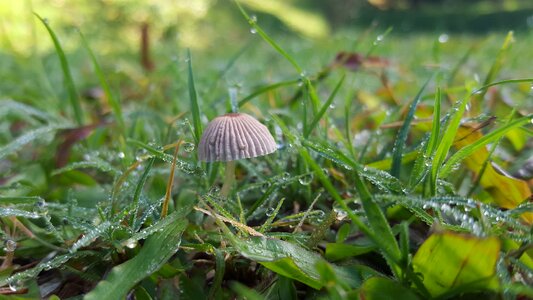 Morning grow nature