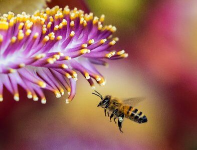 Flora flower honeybee photo