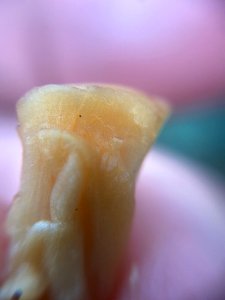 Meripilus giganteus 92586548