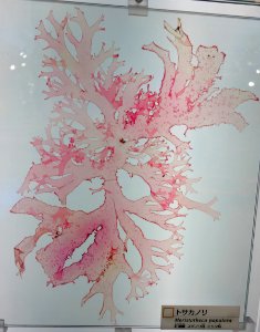 Meristotheca papulosa - National Museum of Nature and Science, Tokyo - DSC06913