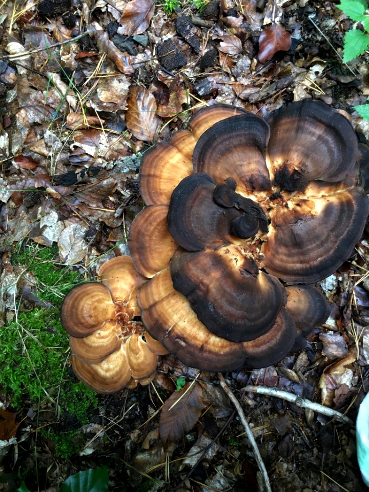 Meripilus giganteus 97786458