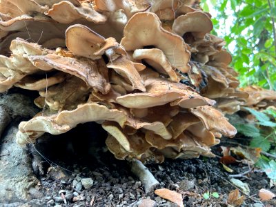 Meripilus giganteus 101211263