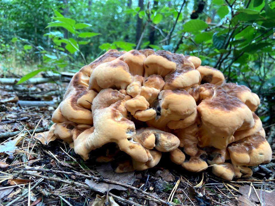 Meripilus giganteus 92586578