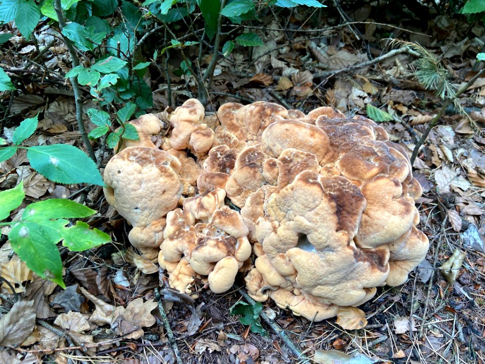 Meripilus giganteus 92586555