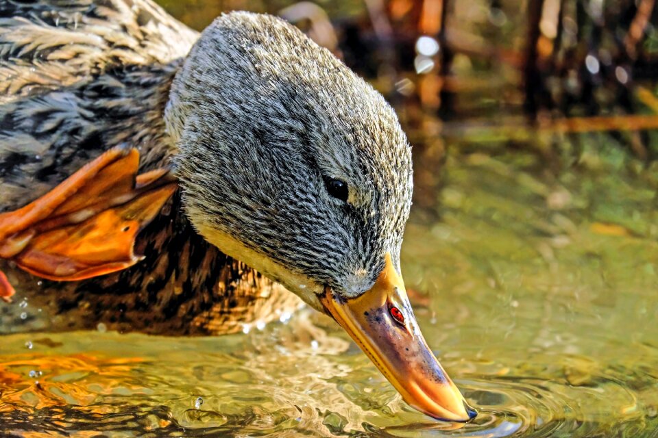 Water bird animal dressing