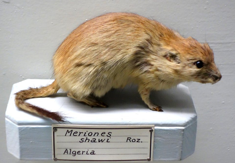 Meriones shawi - Museo Civico di Storia Naturale Giacomo Doria - Genoa, Italy - DSC02817