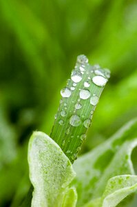 Japan wild grass shining photo