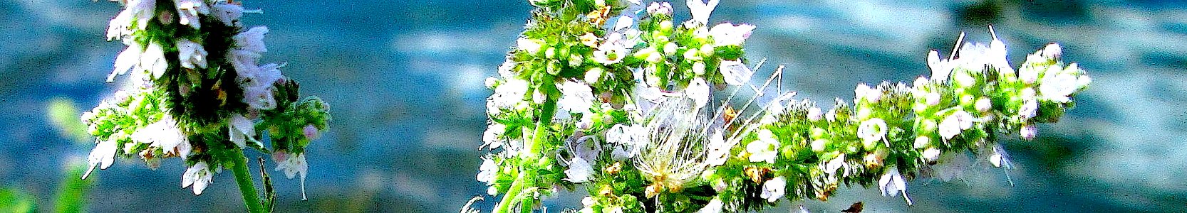 Mentha longifolia. Reader