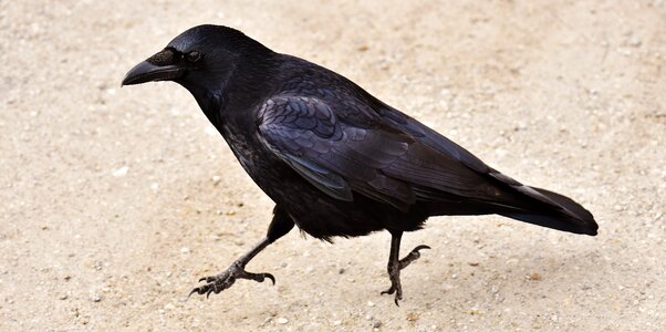 Search for food bird raven bird photo