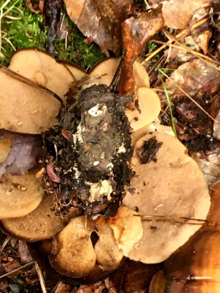 Meripilus giganteus 97786477