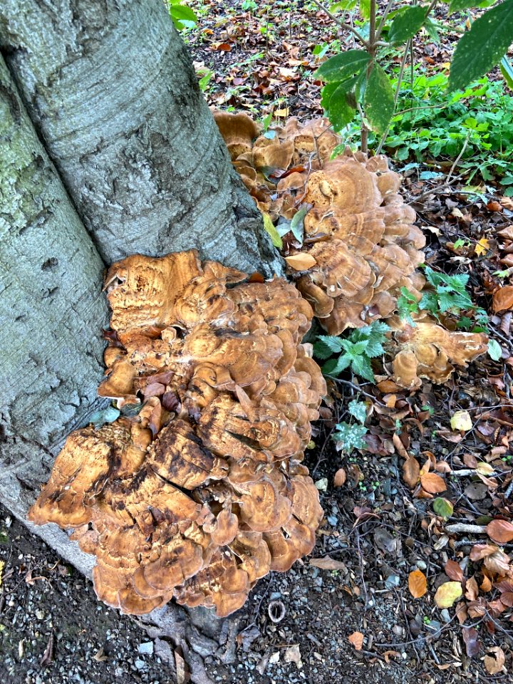 Meripilus giganteus 101211287