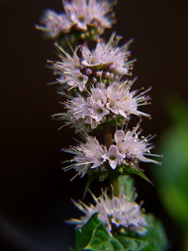 Mentha spicata, 2021-07-05, Beechview, 02