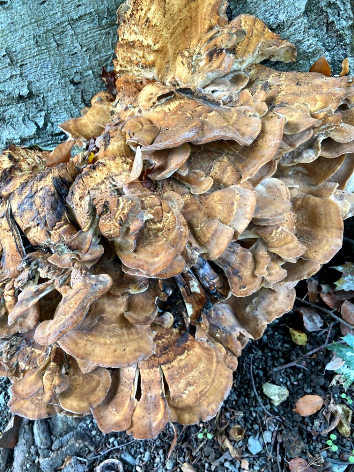Meripilus giganteus 101211217