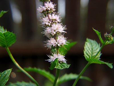 Mentha spicata, 2021-07-05, Beechview, 01