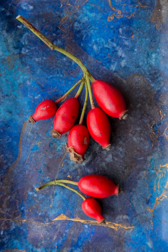 Rosebush seed red blue