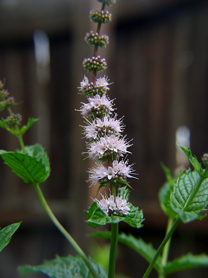 Mentha spicata, 2021-07-05, Beechview, 03