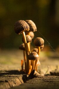 Forest mushroom nature normafa
