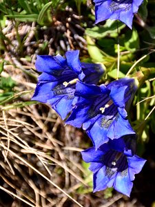 Blue plant alpine flower photo