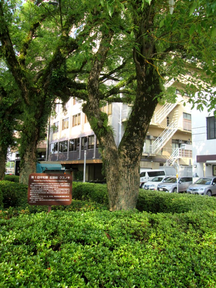Memorial Tree of First Peace Ceremony (Camphor Tree)