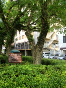 Memorial Tree of First Peace Ceremony (Camphor Tree)