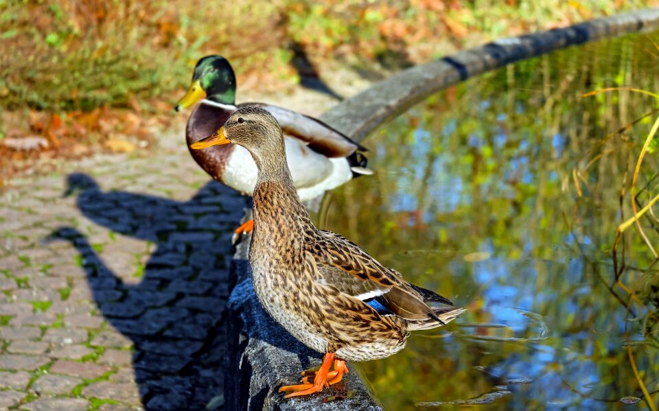 Mallard animal stands