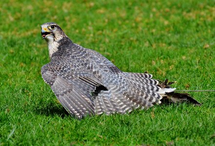 Wild animal feather bird of prey