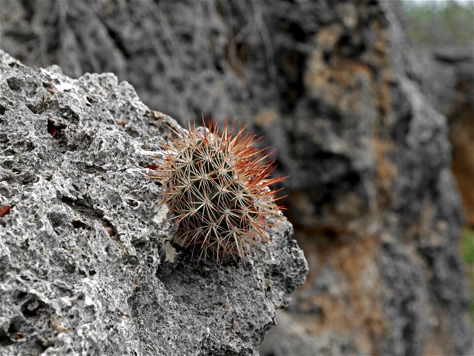 Plants bonaire outdoor